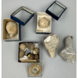 AN IMPORTANT VICTORIAN COLLECTION OF FOSSILISED SPONGES,