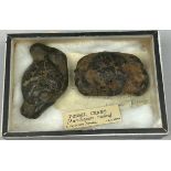 A PAIR OF FOSSILISED CRABS (XANTHOPSIS NODOSA) FROM THE BASE OF THE RED CRAG IN FOXHALL, presented