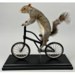 A TAXIDERMY SQUIRREL RIDING A BICYCLE, ex film prop featured in a prominent Netflix series.