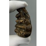 A SCARCE FOSSILISED TOOTH FROM AN EXTINCT PYGMY ELEPHANT (STEGODON), 5.5cm in length From the Solo