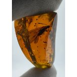 A VERY LARGE FLYING INSECT IN BLOOD RED AMBER, From Chiapas, Mexico. Circa 23-28 million years old.