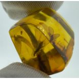 A WINGED INSECT IN AMBER, From Chiapas, Mexico. Circa 23-28 million years old.