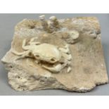 A VERY UNUSUAL TRAVERTINE FOSSILISED CRAB FROM PAMMUKALE TURKEY PLEISTOCENE CIRCA 400,000 YEARS