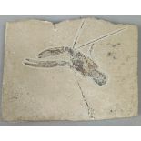 A FOSSILISED LOBSTER, From Raquel, Lebanon. Cretaceous circa 99 million years old. 13cm x 10cm