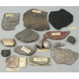AN IMPORTANT COLLECTION OF FOSSILISED CORALS EX MUSEUM COLLECTION, with old collection labels (Qty)