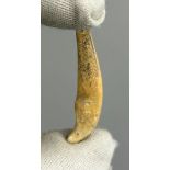 A SCARCE CANINE TOOTH OF A JUVENILE CAVE BEAR, Gondenans-Les-Moulins, France. Collected in 1957.