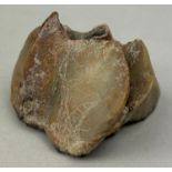 FOSSILISED HIPPOPOTAMUS TOOTH, From the Solo River, Java, Indonesia. Bodging formation circa two