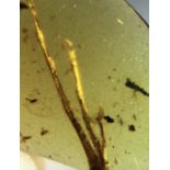 AN EXCEPTIONALLY RARE AND LARGE LIZARDS FOOT IN AMBER