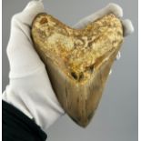 A VERY LARGE FOSSILISED MEGALODON TOOTH, From Java, Indonesia. Miocene circa 5-10 million years old.