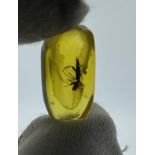 AN UNKNOWN INSECT IN AMBER, From Chiapas, Mexico circa 23-28 million years old