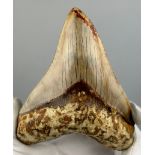 A VERY LARGE FOSSILISED MEGALODON TOOTH, From Java, Indonesia. Miocene circa 5-10 million years old.