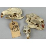 A COLLECTION OF THREE SKULLS INCLUDING TWO COYPU FROM FLATFORD MILL, dated 1962 Another, Musquatch