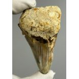 A RARE DEFORMED MEGALODON TOOTH, Java, Indonesia circa 5-10 million years old.