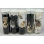 A COLLECTION OF SMALL BIRD SKULLS IN OLD MUSEUM VIALS (5)
