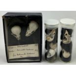 A COLLECTION OF SMALL BIRD SKULLS IN OLD MUSEUM BOXES AND VIALS, to include the skulls of a green