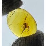 A FOSSILISED SPIDER IN AMBER, From the mines of Kachin, Myanmar. Cretaceous circa 99 million years