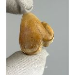 A FOSSILISED CAVE HYENA TOOTH (CROCUTA), Srbsko, Czech Republic. Pleistocene circa 20,000 years old