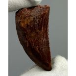 A LARGE AFRICAN T REX TOOTH (CARCHARODONTOSAURUS SAHARICUS) From Morocco, Cretaceous