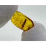 A STONEFLY IN AMBER, Baltic circa 34-54 million years old. German private collection.