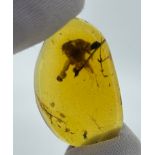 PLANT MATTER AND INSECT IN AMBER, From Burma / Myanmar, circa 110 million years old