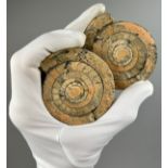 A RARE POLISHED AMMONITE FROM TIMOR ISLAND, 6.5cm width each A ammonoid from the island of Timor,