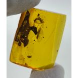 PLANT MATTER AND INSECT IN AMBER, From Burma / Myanmar, circa 110 million years old