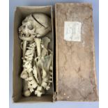 A VICTORIAN HUMAN HALF SKELETON IN A BOX, comprising a full skull, upper body bones, ribcage and