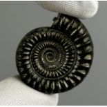 A FOOLS GOLD AMMONITE, Echioceras species, preserved in solid Iron Pyrite Fools Gold. From