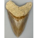 A VERY LARGE FOSSILISED MEGALODON TOOTH, From Java, Indonesia. Miocene circa 5-10 million years old.