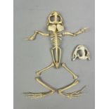 A GIANT AND COMPLETE BULLFROG SKELETON, with additional skull 28cm x 22cm