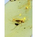 MOSQUITO LAYING EGGS IN DINOSAUR AGE BURMESE AMBER FOSSIL, Exceptionally rare from the amber mines