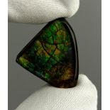 AN AMMOLITE GEMSTONE FOSSIL SHELL OF AN AMMONITE (PLACENTICERAS MEEKI) From Canada, Cretaceous circa