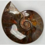 AN IRIDESCENT CLEONICERAS AMMONITE FOSSIL, Top grade Cleoniceras Ammonite from the Majunga Basin,