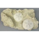 A PAIR OF FOSSIL SAND DOLLARS FROM FRANCE, An aesthetic, natural stone slab containing a pair of