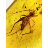 A LARGE MOSQUITO AND CRICKET FOSSIL IN AMBER, A Large Mosquito and Cricket from the amber mines of