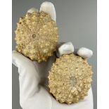 A PAIR OF FOSSIL SEA URCHINS, (Heterocentrus species). From Java, Indonesia. Pliocene in age circa 2