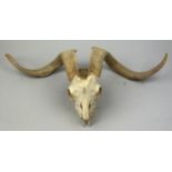 A TAXIDERMY SKULL OF A RAM WITH HORNS, and an unrelated jaw