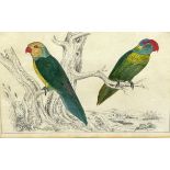 A HAND COLOURED ENGRAVING OF TWO PARAKEETS BY A. FULLARTON, circa 1850. Mounted in a frame and