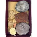 A TRAY OF CAST TRILOBITES AND OTHER FOSSIL CASTS (7) Ex British private collection