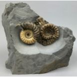 AMMONITE FOSSIL FROM LYME REGIS ENGLAND, circa 200 million years old. Aesthetic display slab,