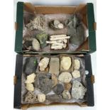 TWO TRAYS OF FOSSILS, to include ammonites and shells (Qty) Ex British private collection