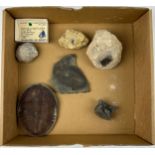 A COLLECTION OF FOSSILS AND CASTS, to include Asteracanthus crushing shark teeth, ichthyosaur