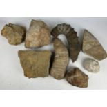 A COLLECTION OF LARGE FOSSILS, including a dinosaur footprint, fish scales and more (8) Ex British