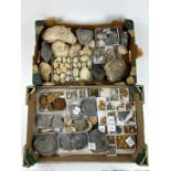 TWO TRAYS OF FOSSILS, including ammonites, Hertfordshire pudding stone, gravels and more (Qty) Ex