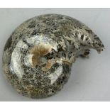 A POLISHED FOSSILISED AMMONITE FROM MADAGASCAR, High grade polished 'Phylloceras' ammonite from