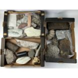 THREE TRAYS OF FOSSILS, to include dinosaur bone, pudding stone and more (Qty) Ex British private