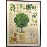 A LARGE EARLY 20TH CENTURY RUSSIAN BOTANICAL PRINT OF A CHESTNUT TREE AND LEAVES. Mounted in a