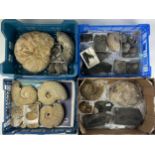 FOUR TRAYS OF FOSSILS, to include large ammonites, fossil fish, shells, ichthyosaur bones and