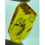A LARGE CRANEFLY IN AMBER, Baltic circa 35-40million years old. Collection of a gentleman of the