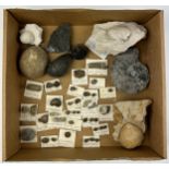 A BOX OF FOSSILS, to include several specimens from the Silurian Wenlock, Dudley, ammonites and more